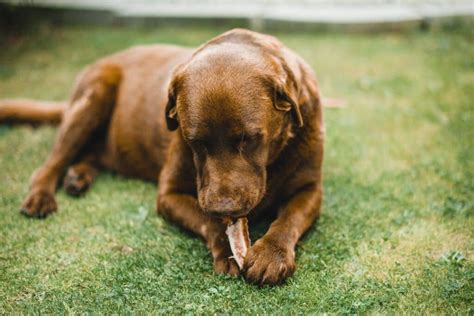 do dogs like piano music or is it just a musical background noise for them?